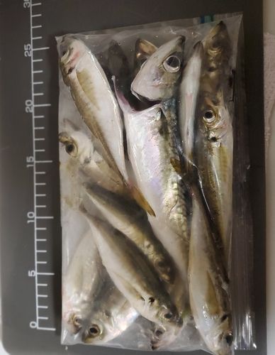 アジの釣果