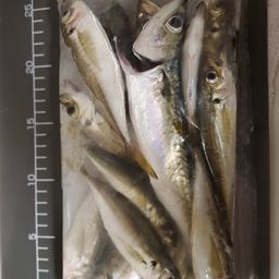 アジ