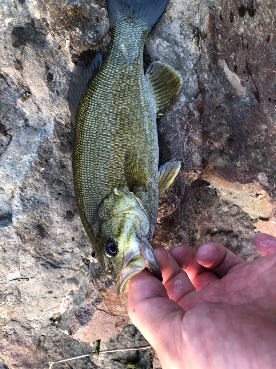 スモールマウスバス