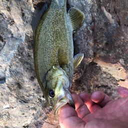 スモールマウスバス