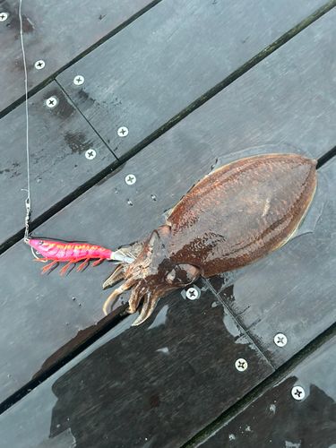 イカの釣果