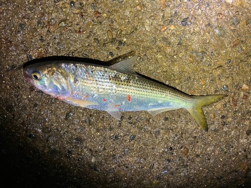 コノシロの釣果