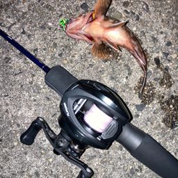 カサゴ