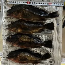 カサゴ