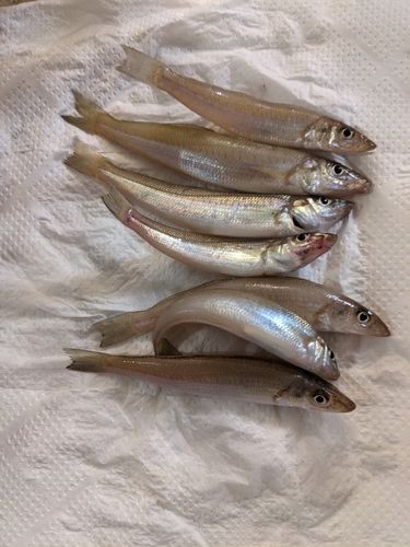 シロギスの釣果