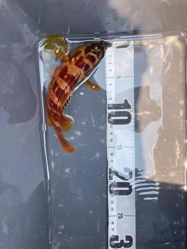 キジハタの釣果