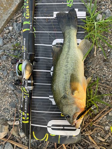 ブラックバスの釣果