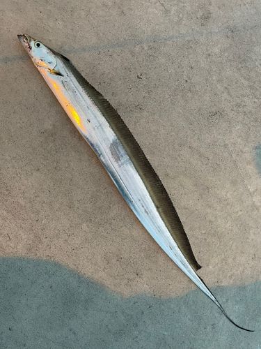 タチウオの釣果