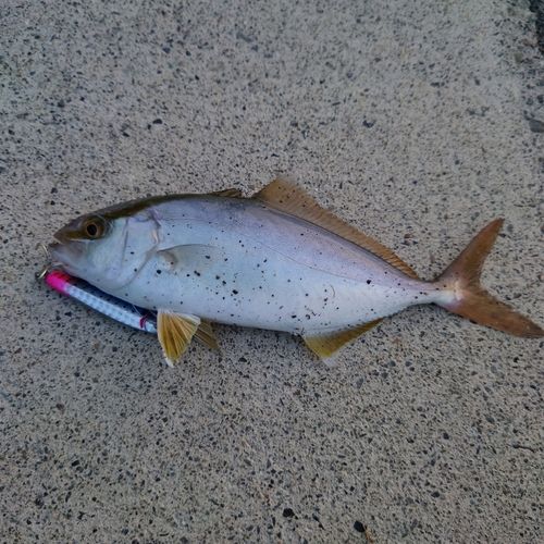 ショゴの釣果