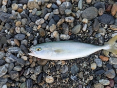 ワカシの釣果