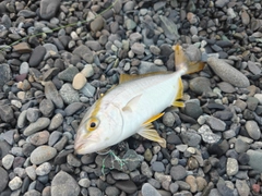 ショゴの釣果