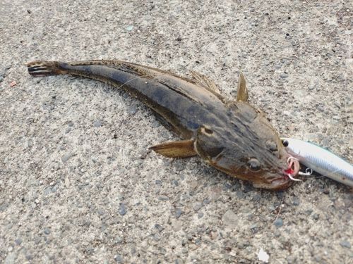 マゴチの釣果