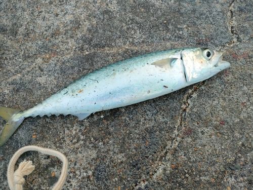 サバの釣果