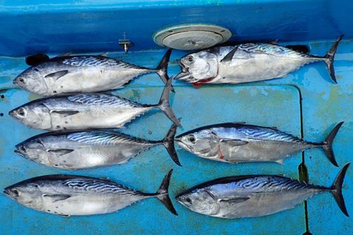 カツオの釣果