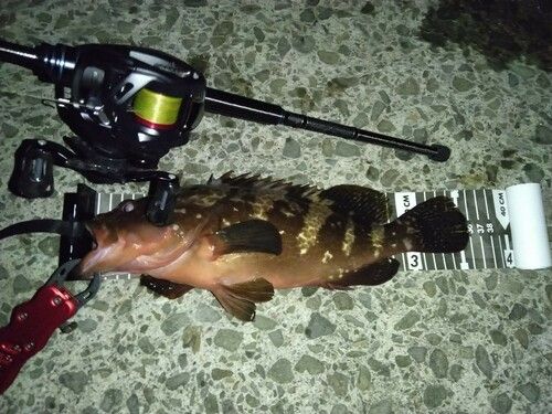 キジハタの釣果