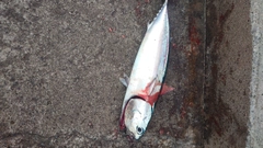 ソウダガツオの釣果