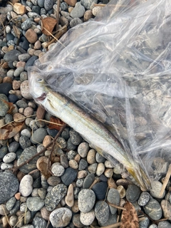 カマスの釣果