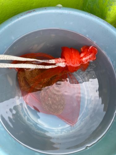 タコの釣果