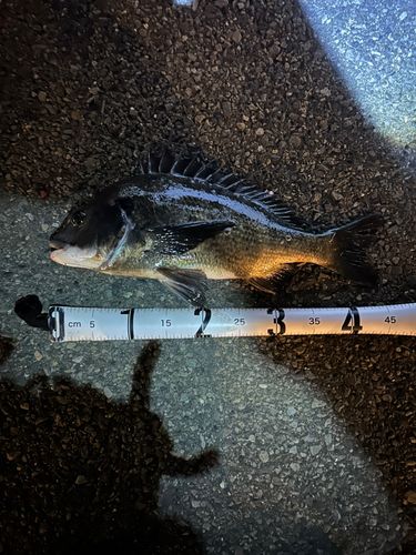 クロダイの釣果