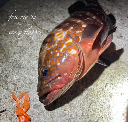 キジハタの釣果