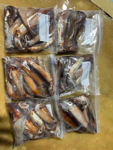 スルメイカの釣果