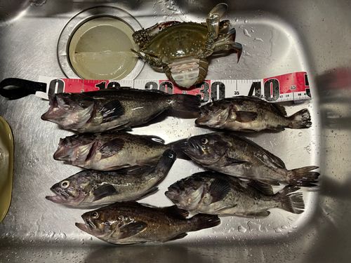 ソイの釣果