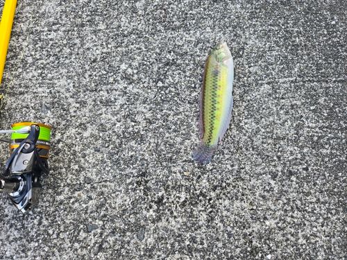ギザミの釣果