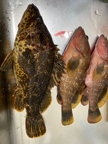 タケノコメバルの釣果