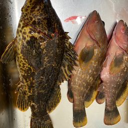 タケノコメバル