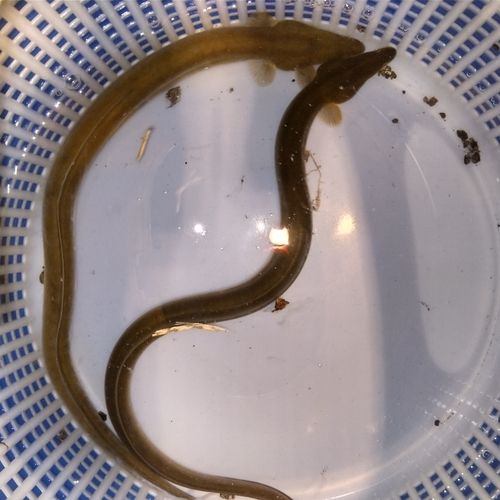 ウナギの釣果