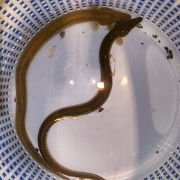 ウナギ