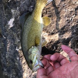 スモールマウスバス