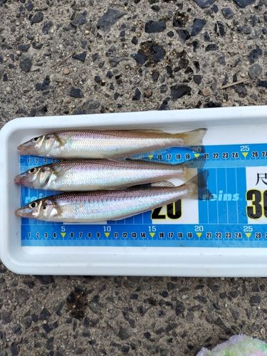 シロギスの釣果