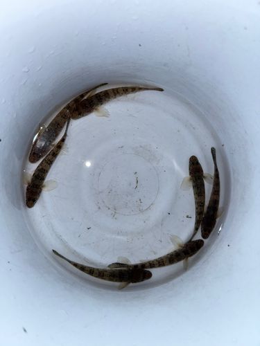 マハゼの釣果