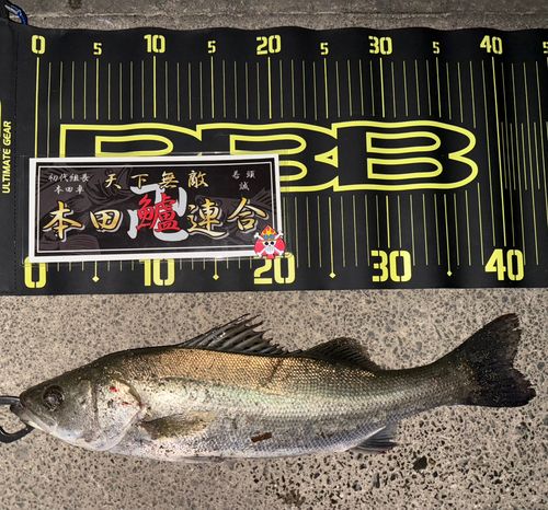 シーバスの釣果