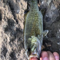 スモールマウスバス