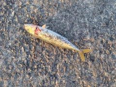 サバの釣果