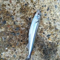 トウゴロウイワシ