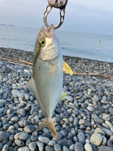 ショゴの釣果