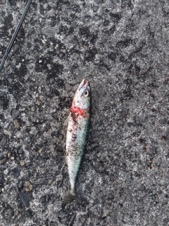 サバの釣果