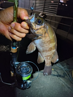 メバルの釣果