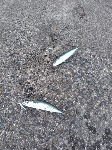 サバの釣果