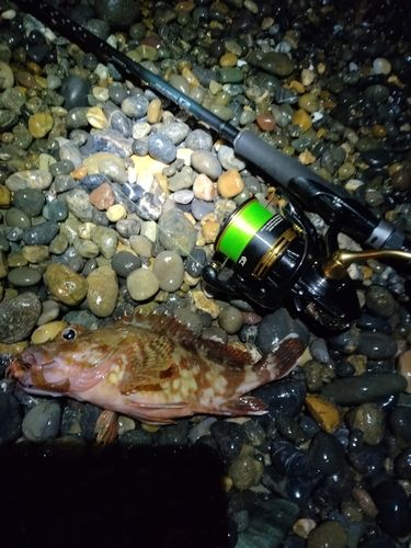 カサゴの釣果
