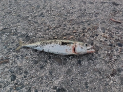 サバの釣果
