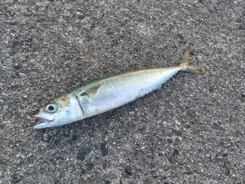 サバの釣果