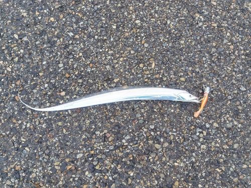 タチウオの釣果