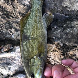 スモールマウスバス