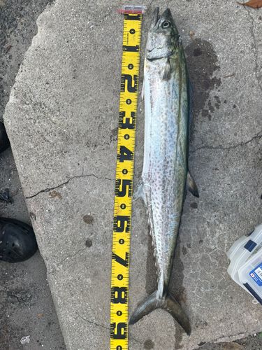 サワラの釣果