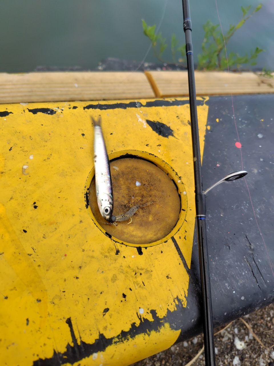 カタクチイワシ