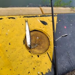 カタクチイワシ